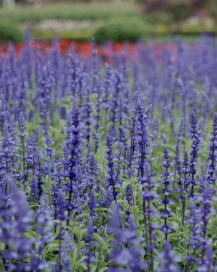 Lavandula angustifolia